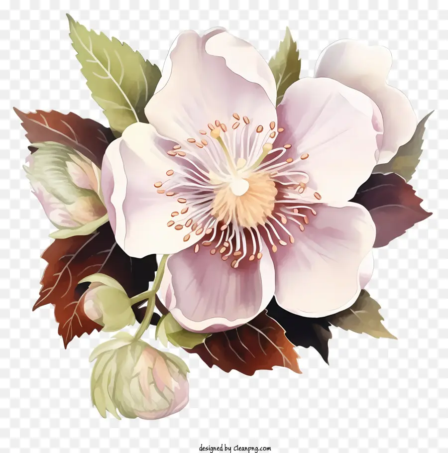 Fleur，Pétales PNG