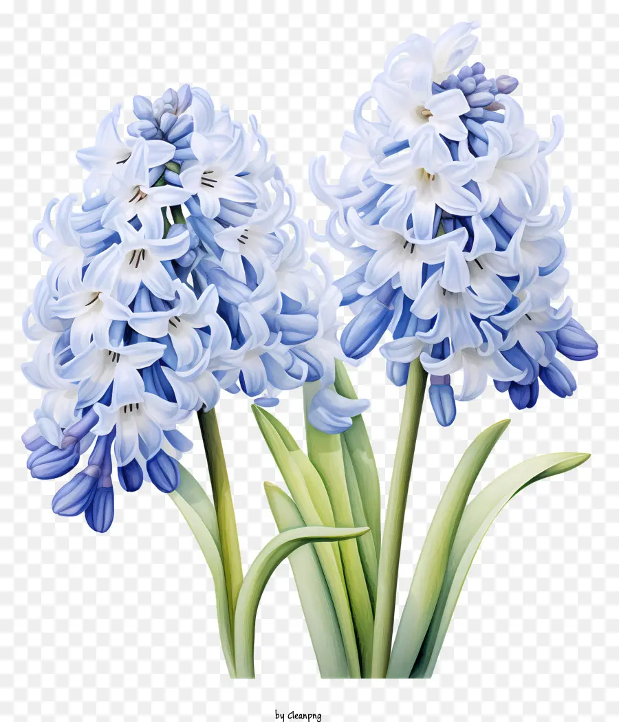 Fleurs Bleues Et Blanches，Fleurs Violettes PNG