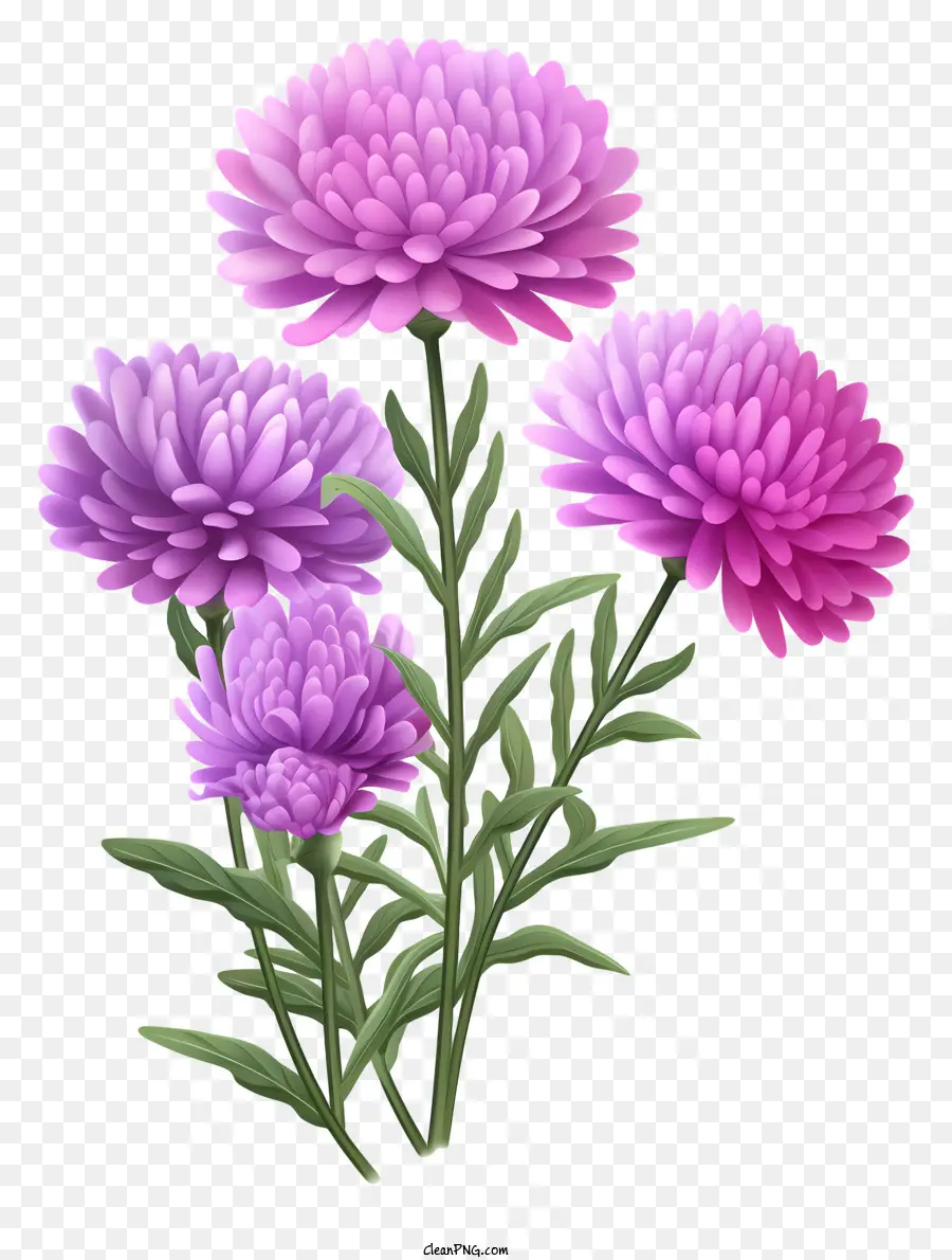 Violet Chrysanthèmes，Fleurs PNG