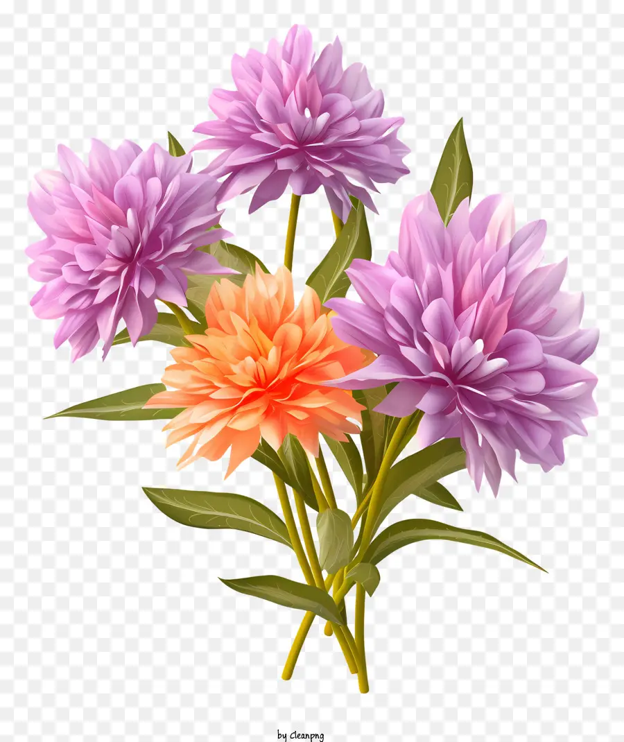 Fleurs De Dahlias，Fleurs Violettes Et Oranges PNG