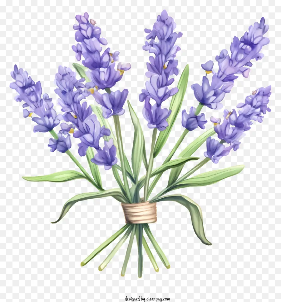 Lavandes，Fleurs PNG