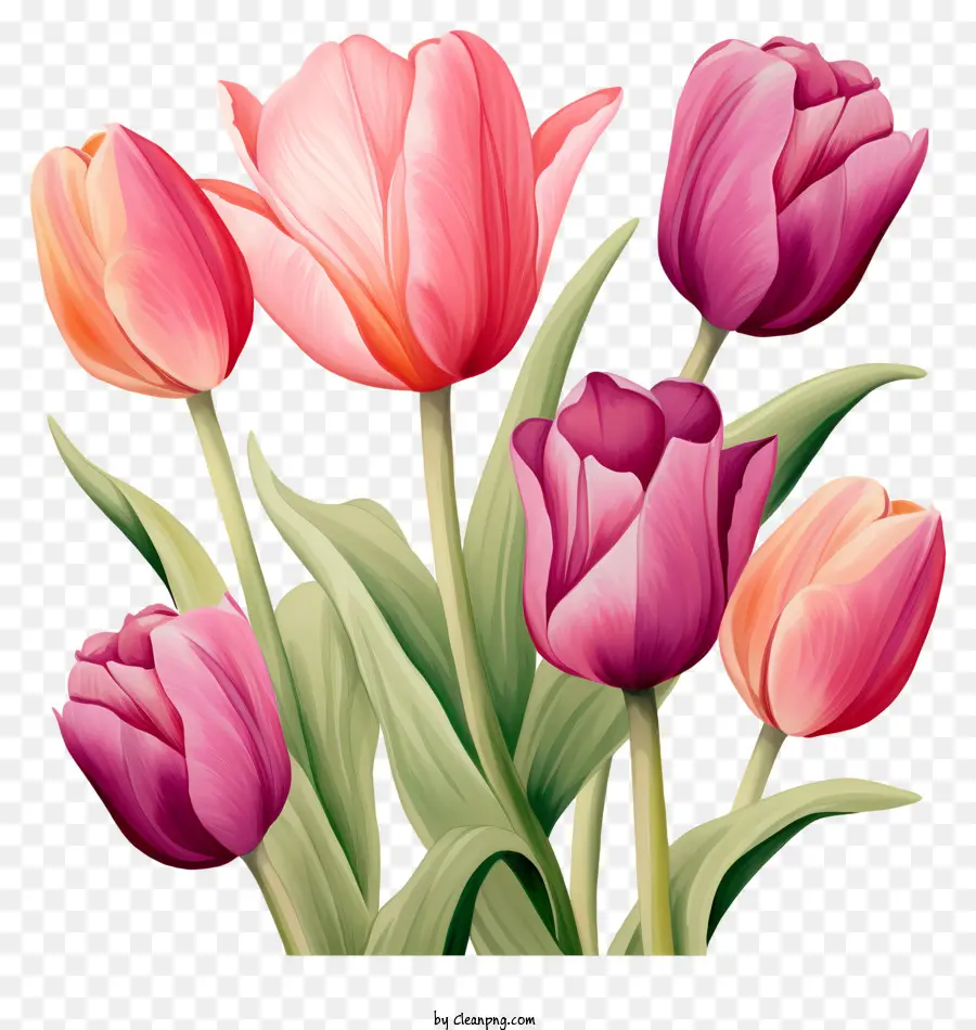 Bouquet，Tulipes Roses PNG