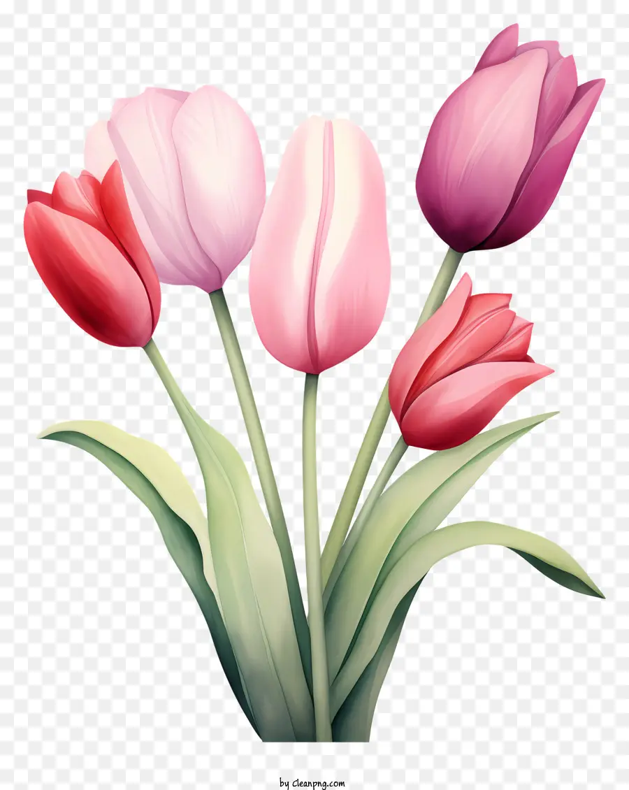Rouge Tulipes，Tulipes Roses PNG
