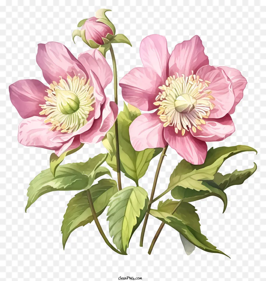 Fleurs D'helerte Rose，Arrangement De Vase PNG