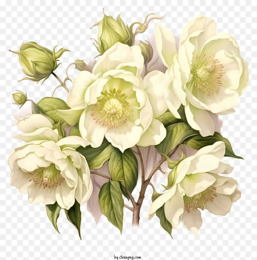 Lys Calla，Fleurs Blanches PNG