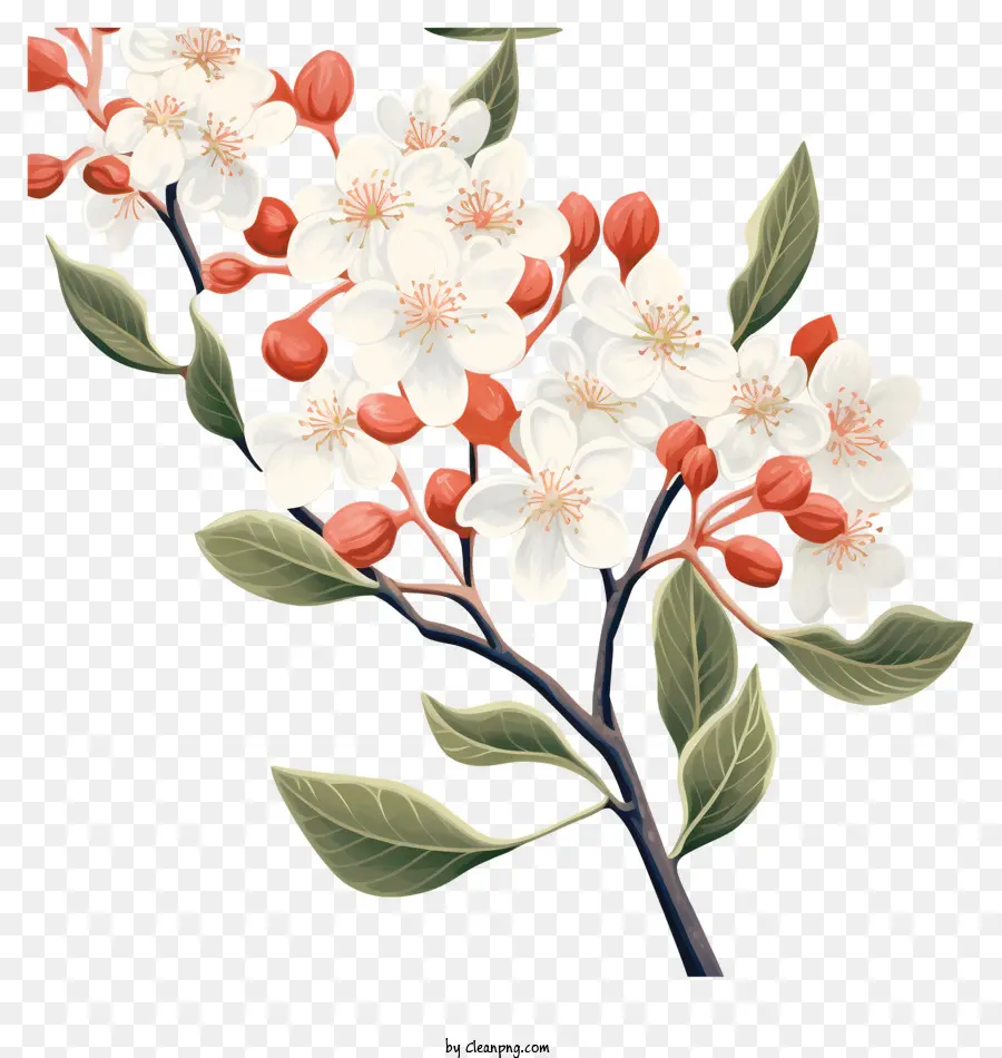 Fleur De Cerisier，Feuilles Et Pétales PNG