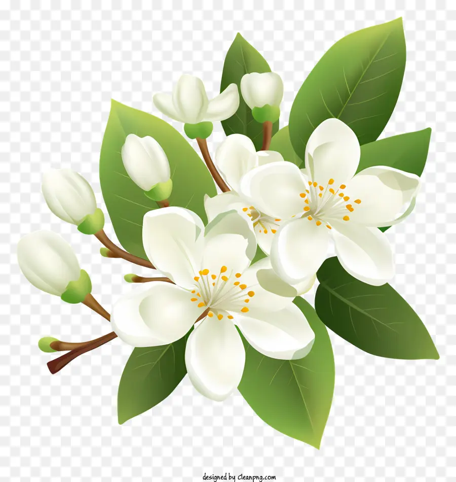 Fleur Blanche，Cinq Pétales PNG