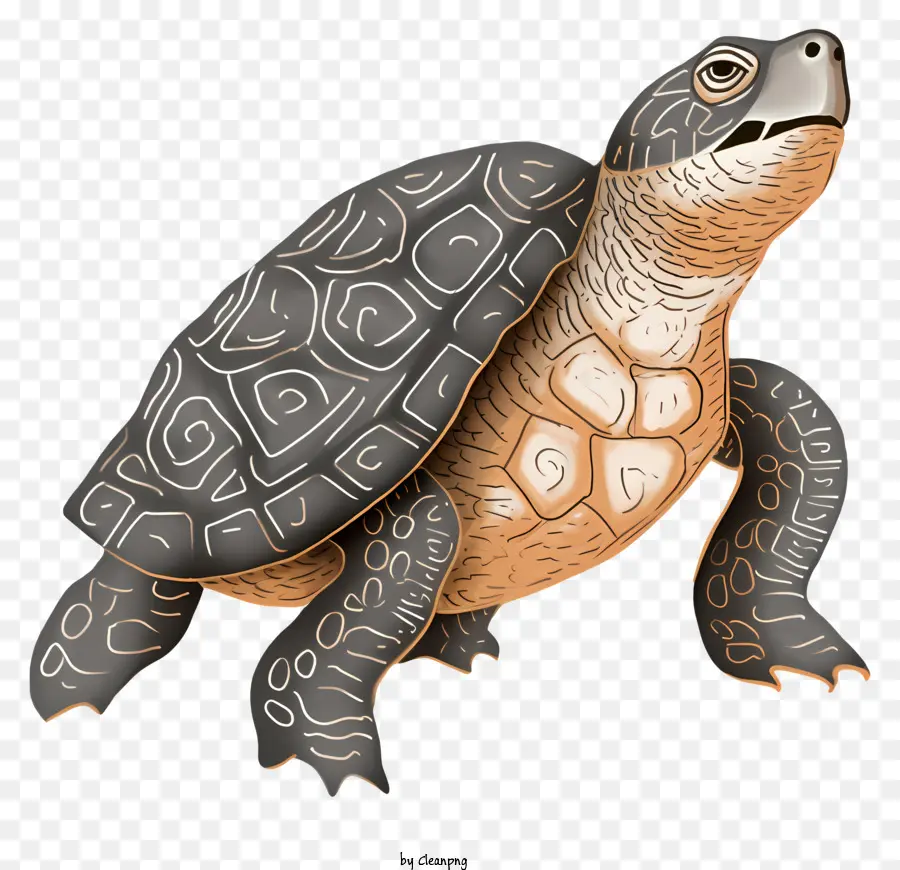 Tortue，Grand Corps PNG