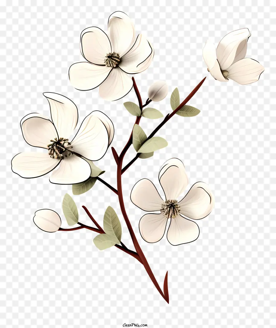 Fleur Blanche，Branche De Fleurs PNG