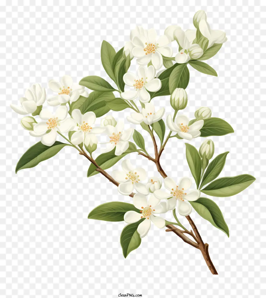 Pommier Blanc，Fleurs Blanches PNG