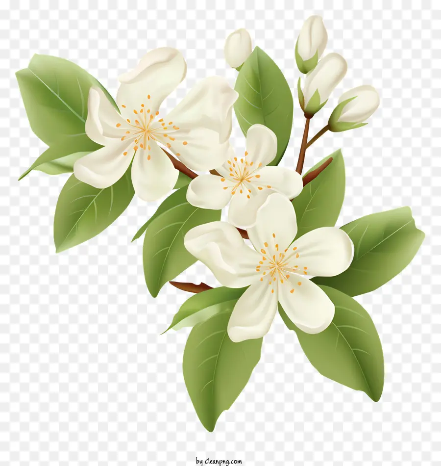 Pommier，Fleurs Blanches PNG