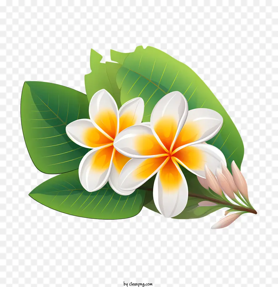 Fleur De Pluméria，Fleurs Jaunes PNG