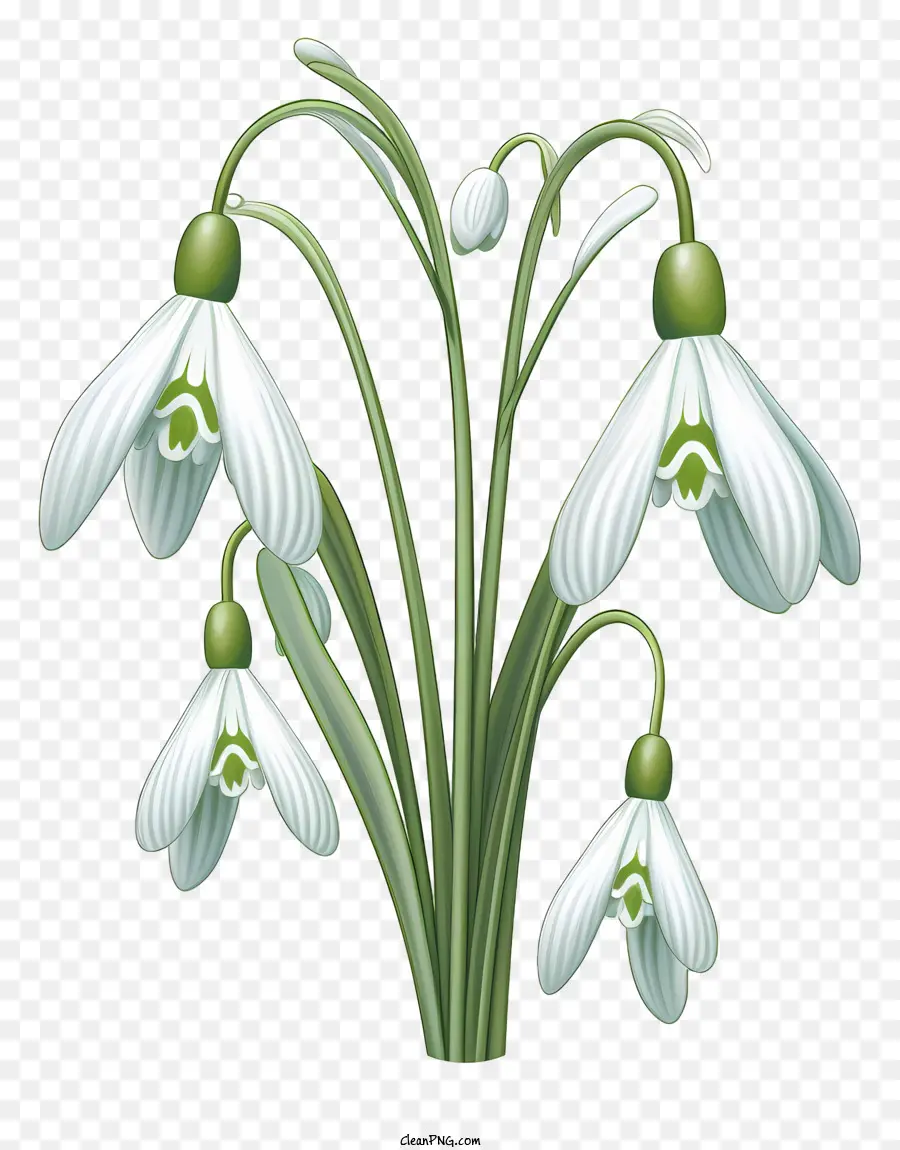 Les Perce Neige，Fleurs Blanches PNG