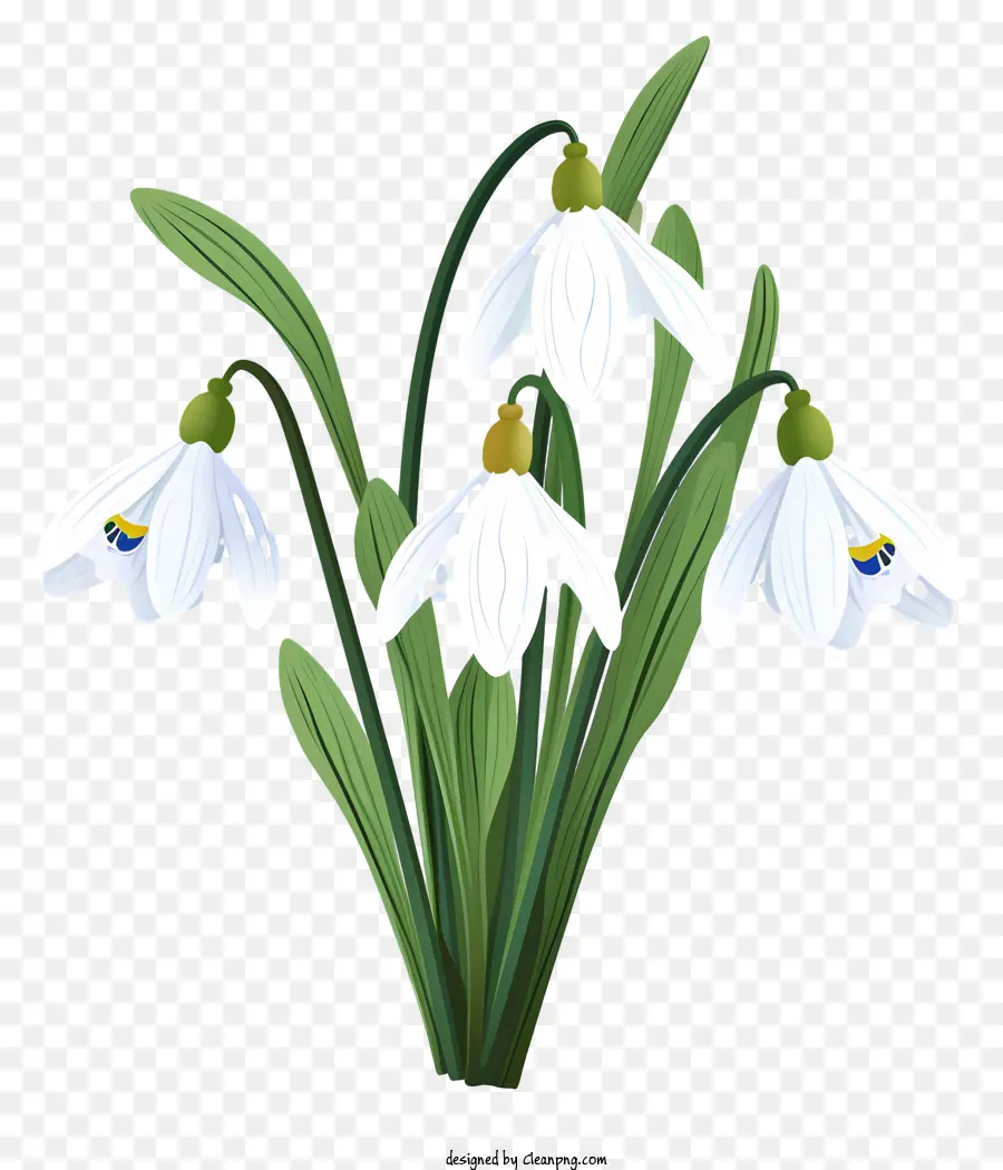 Perce Neige，Fleurs PNG