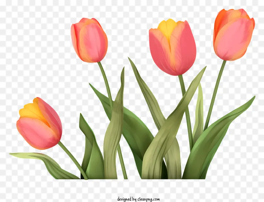 Tulipes Roses，Arrière Plan Noir PNG