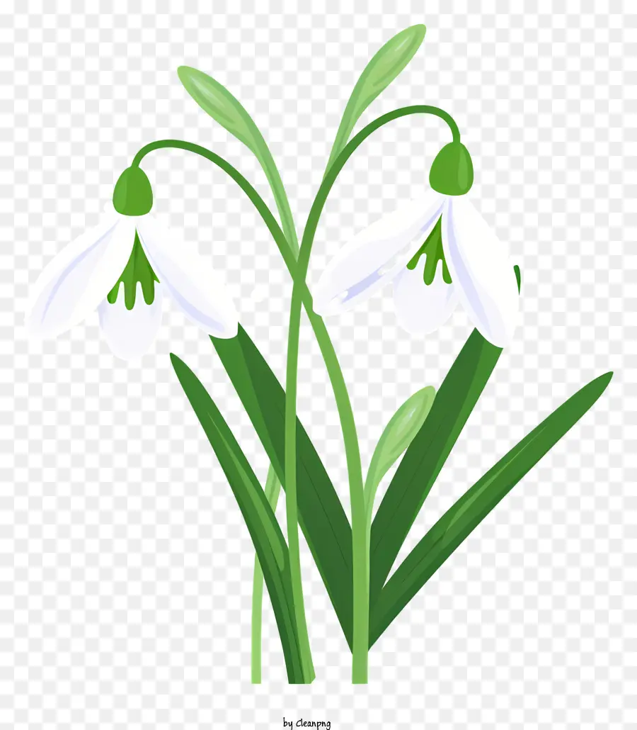 Fleur Blanche，Fleurs De Perce Neige PNG