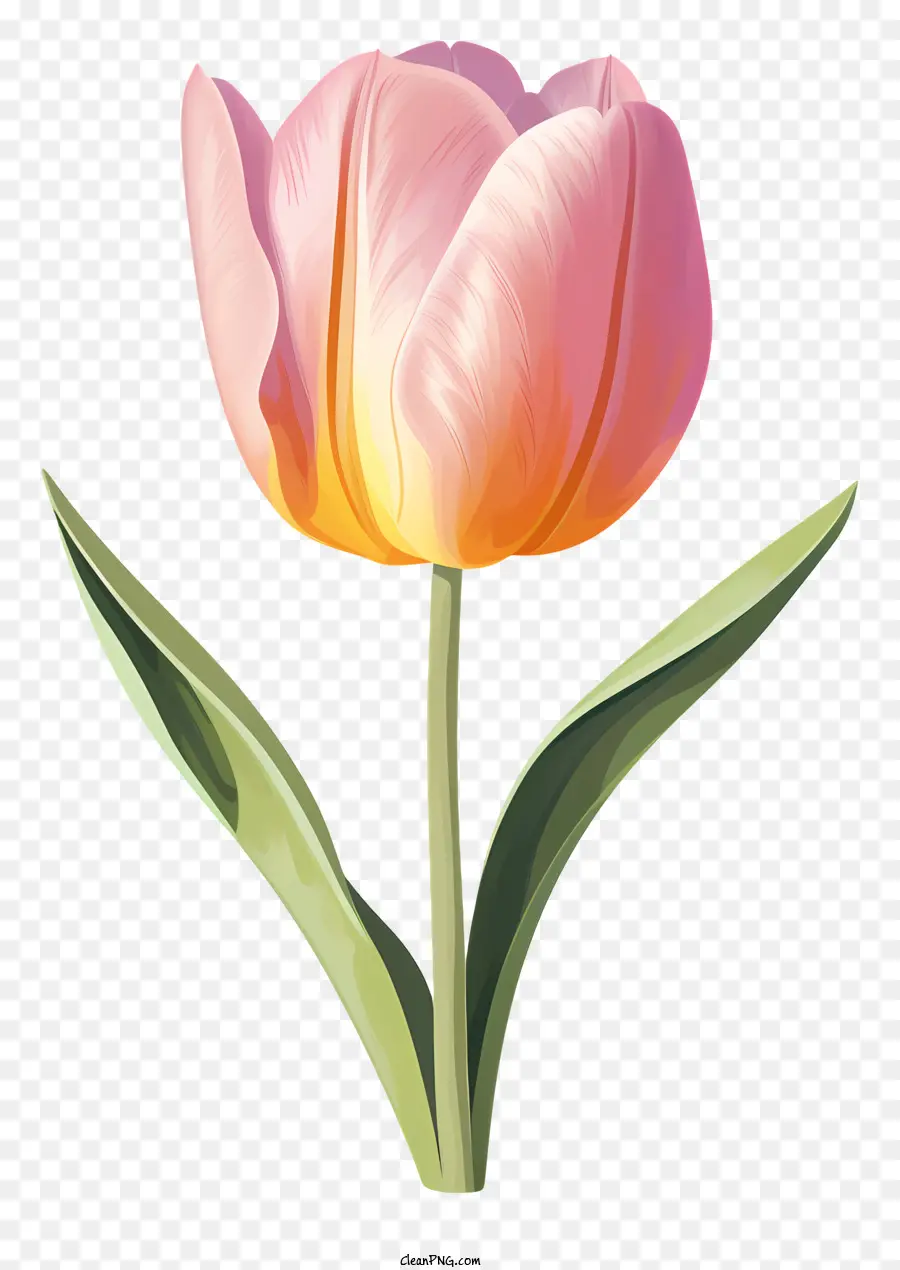 Rose Tulipe，Pétales Jaune PNG