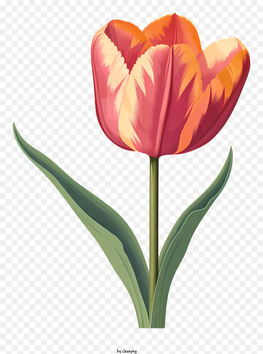 Tulipe Fleur，Pétales Aux Couleurs Vives PNG