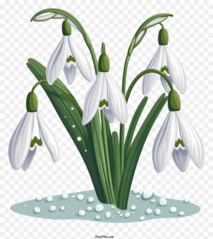 Perce Neige，Fleurs Blanches PNG