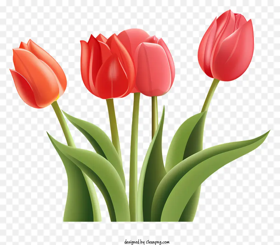 Tulipes Colorées，Tulipes PNG