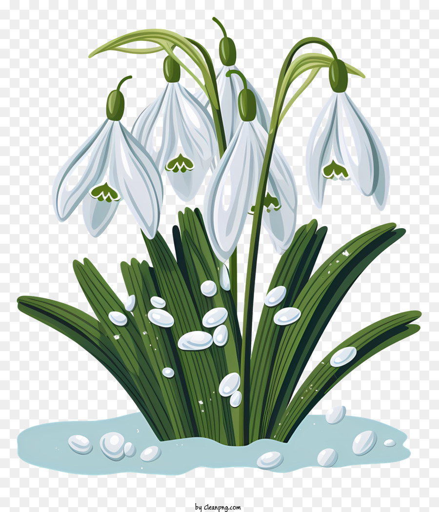 Les Perce Neige，Fleurs Blanches PNG