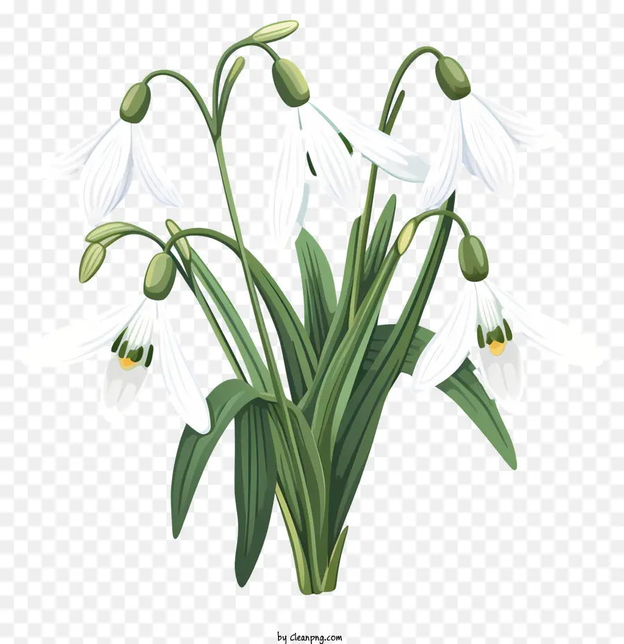 Perce Neige，Fleurs Blanches PNG