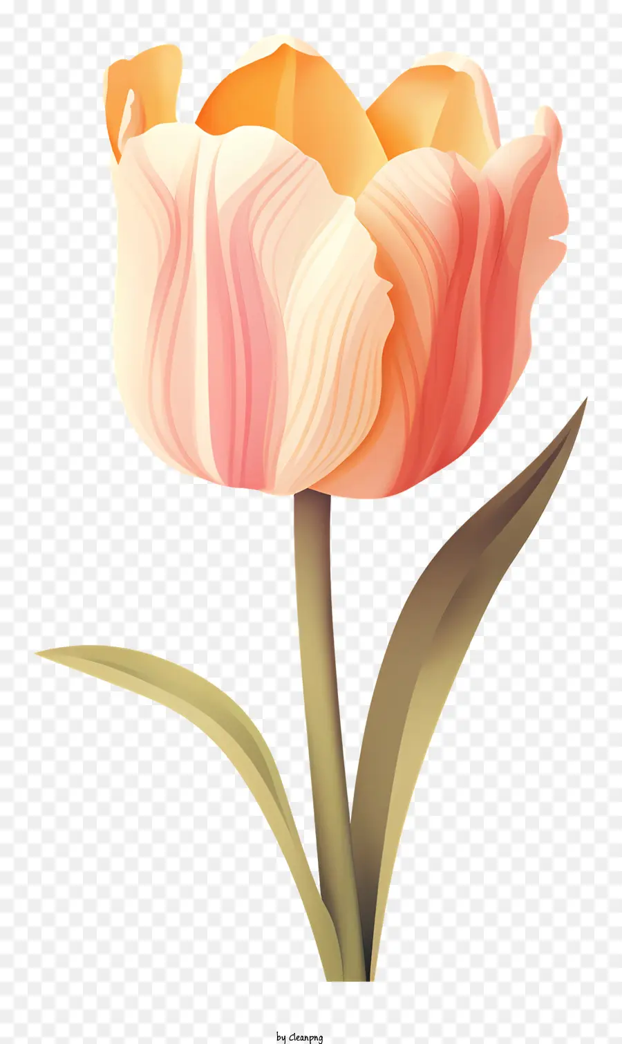 Rose Tulipe，Symbolisme Des Fleurs PNG