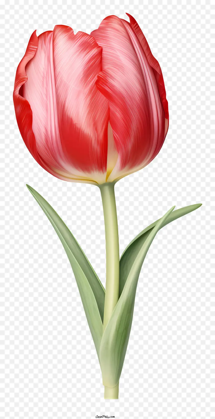 Tulipe Rouge，Fleur PNG