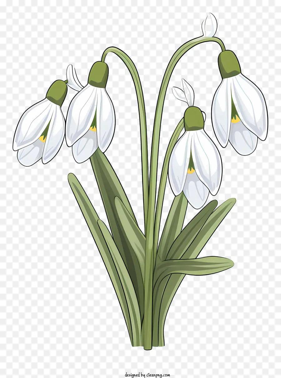 Fleur Blanche，Perce Neige PNG