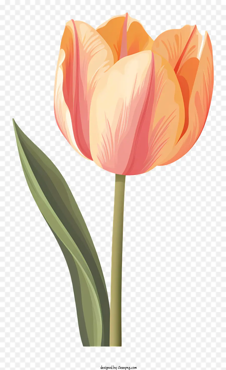 Tulipe Fleur，Tulipe Unique PNG