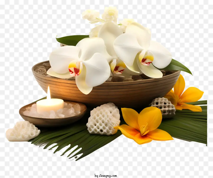 Orchidées Blanches，Aménagement Spa Avec Orchidées Blanches PNG