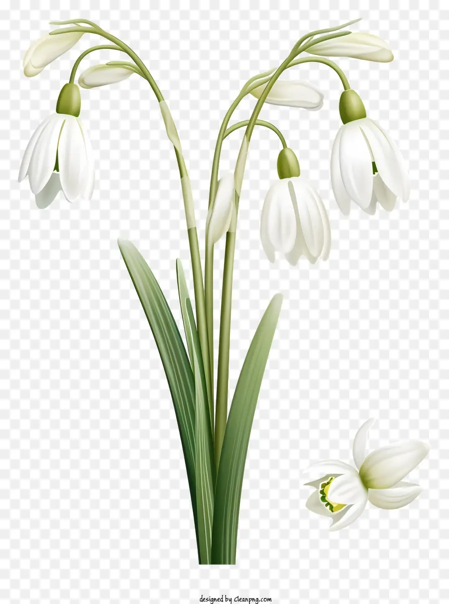 Fleur De Perce Neige，Fleurs De Perce Neige PNG