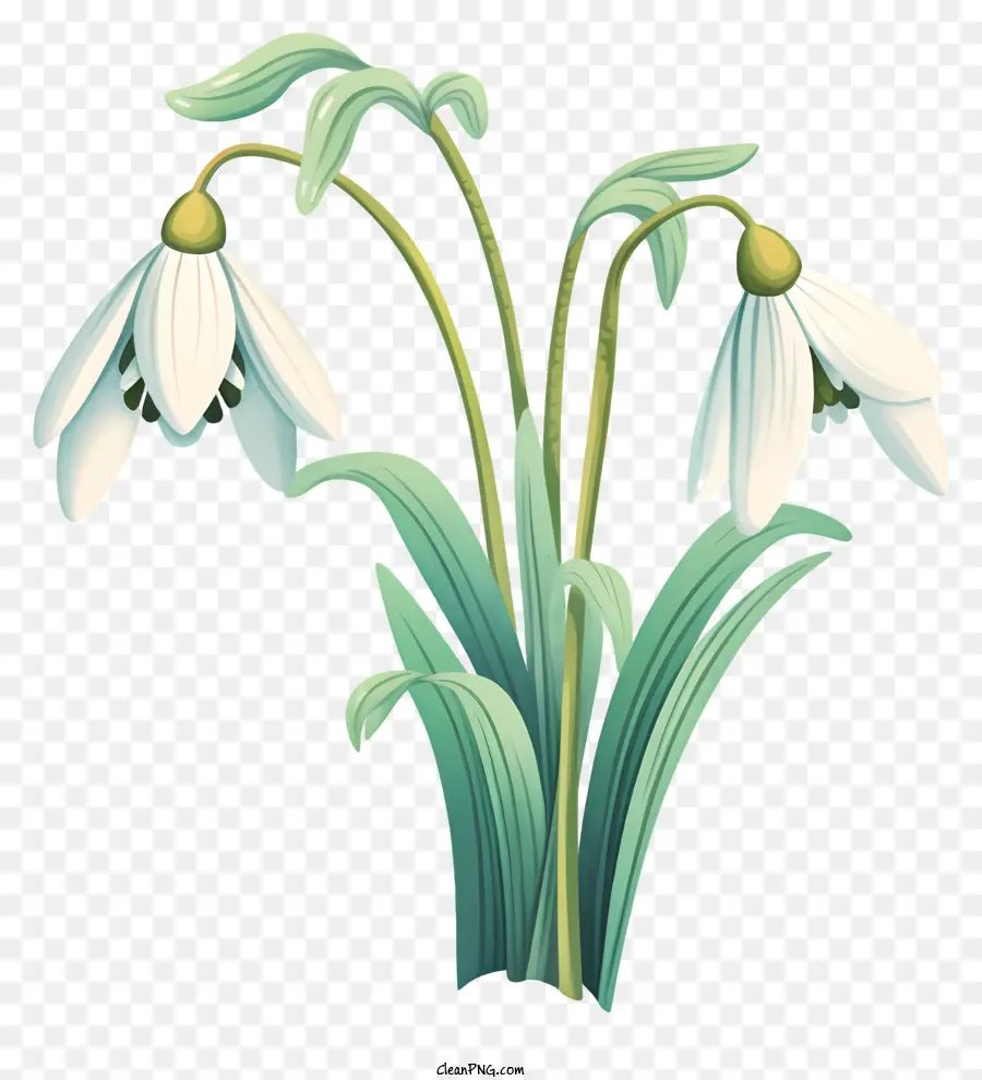 Fleur Blanche，Perce Neige PNG