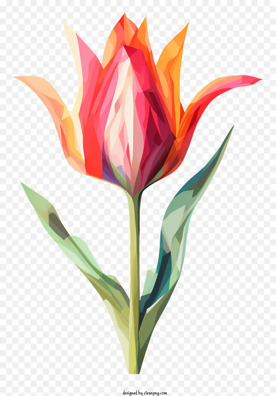 Tulip，Des Pétales Colorés PNG