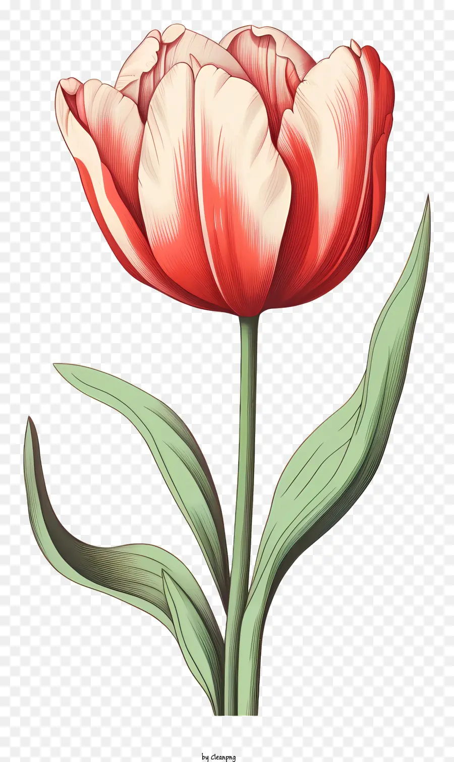 Tulipe Rouge，Symbolisme Des Fleurs PNG