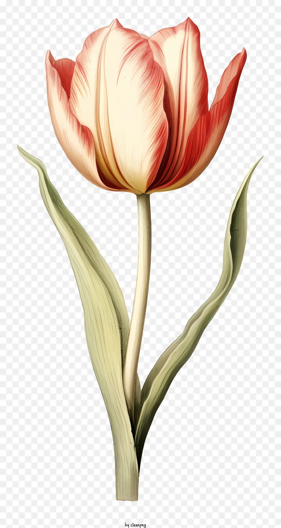 Rose Tulipe，Illustration Vintage PNG