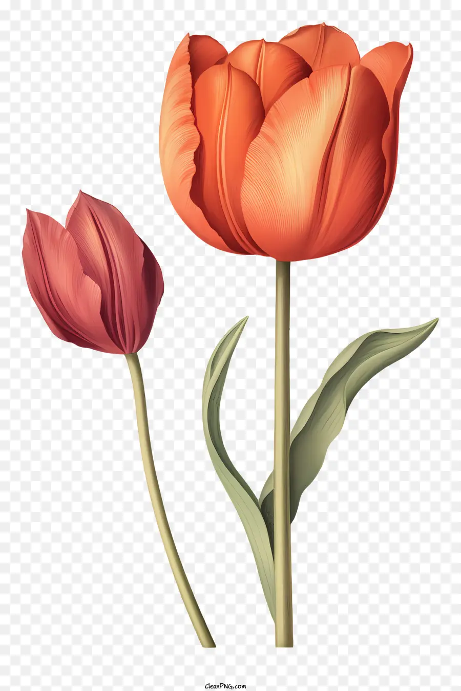 Tulip，Tulipe Orange PNG