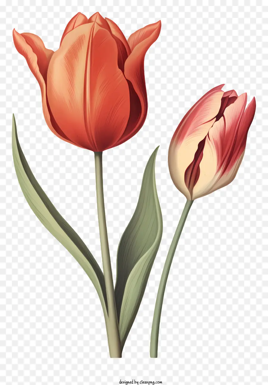 Tulipes Roses，Photographie De Fleur De Gros Plan PNG