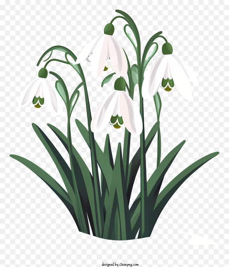 Perce Neige，Fleurs Blanches PNG