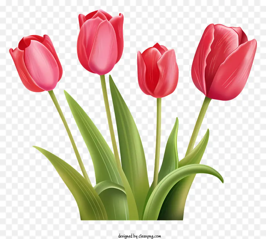 Tulipes Roses，Tulipes PNG