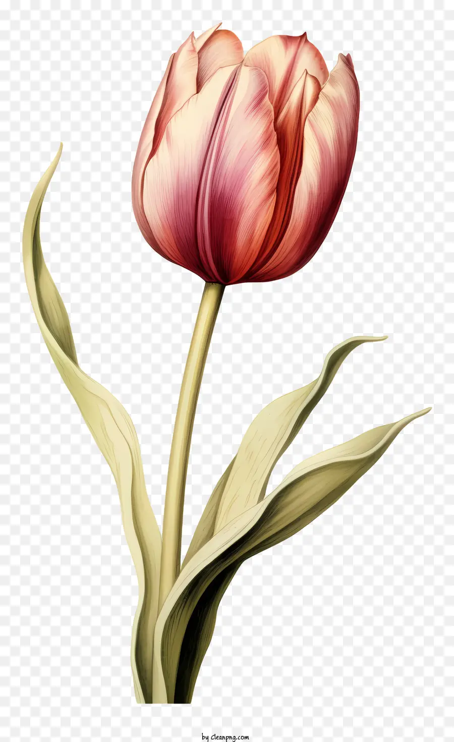 Tulipe Rose，Tulipe Noire PNG