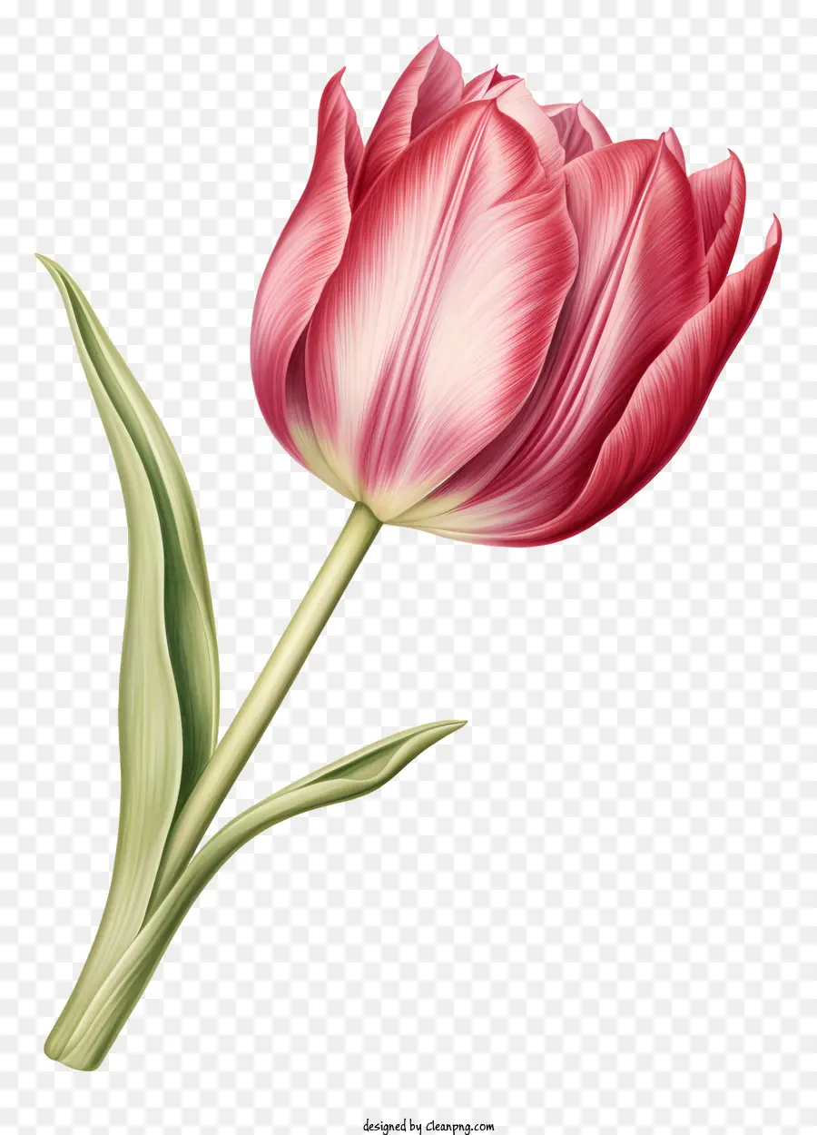 Rose Tulipe，Feuilles Rouges Et Vertes PNG