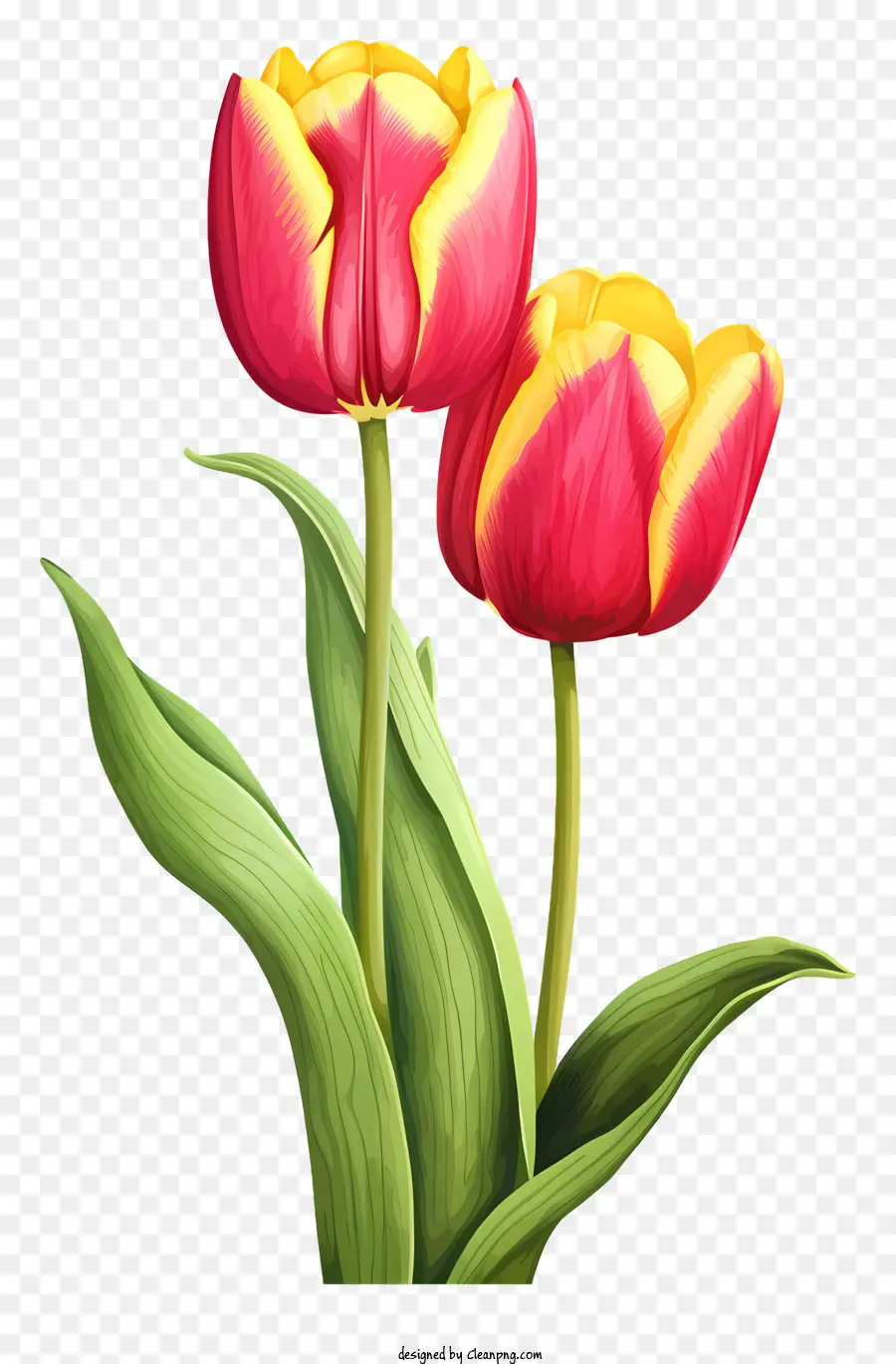 Tulipes Roses，Tulipes Rouges PNG