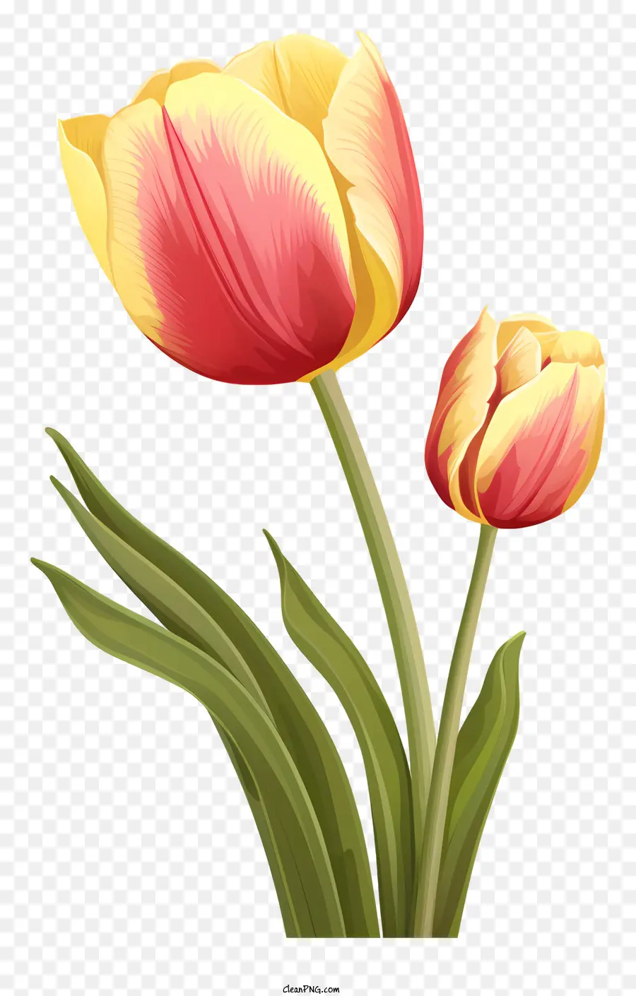 Mots Clés Tulipes，Fleurs PNG