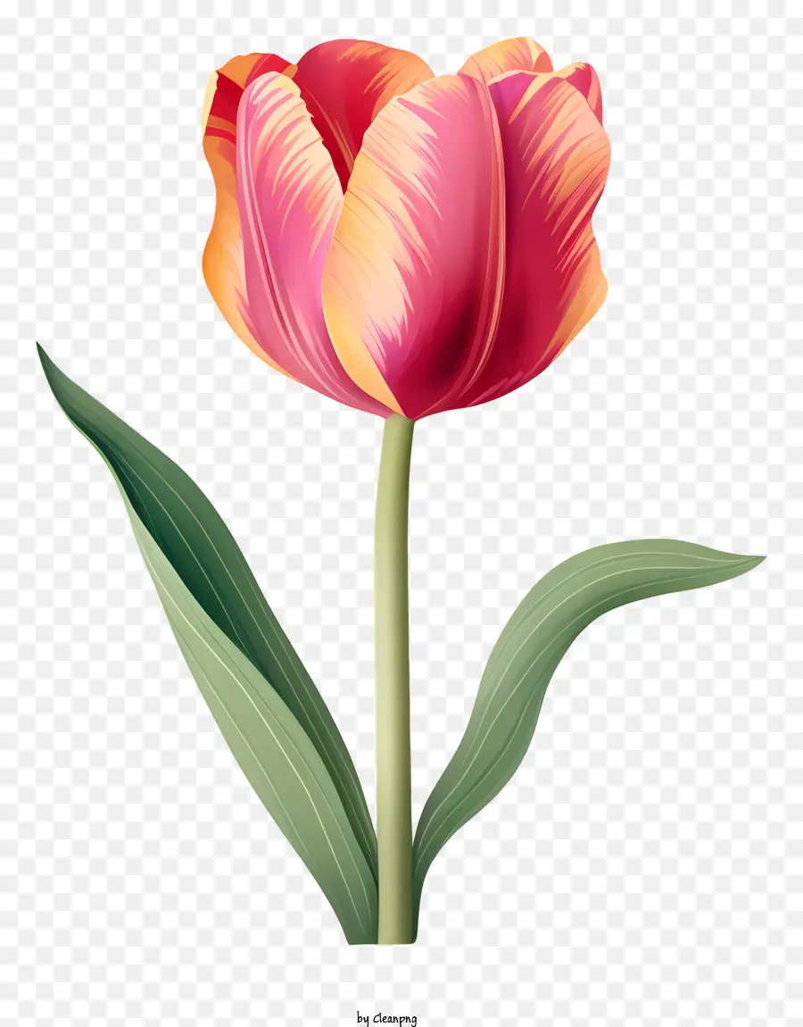 Rose Tulipe，Feuilles Vertes PNG