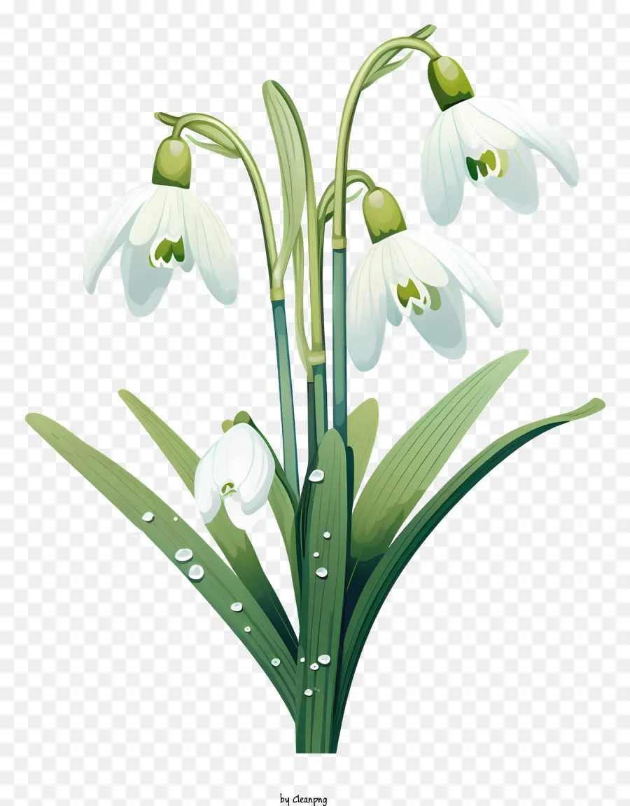 Fleur，Perce Neige PNG