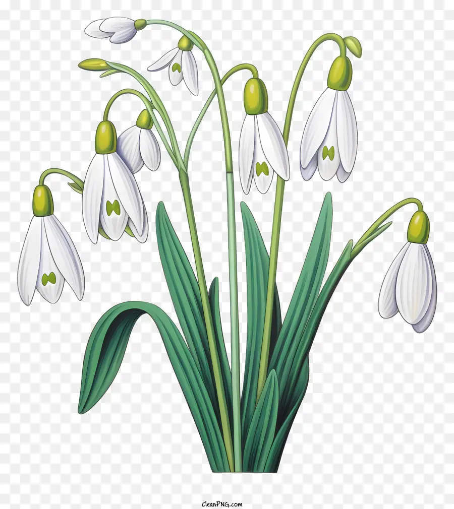 Les Perce Neige，Bouquet PNG