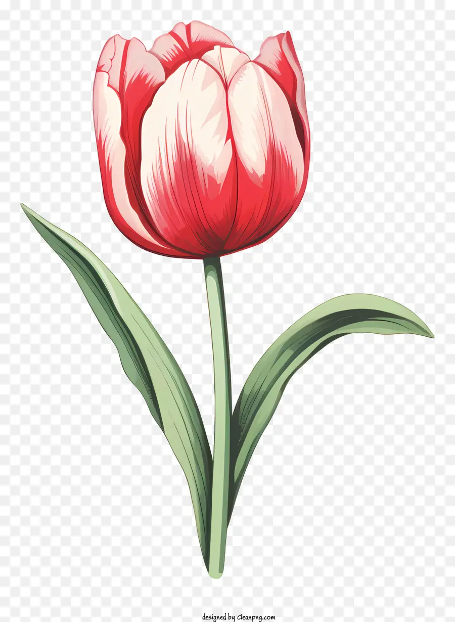 Tulipe Rouge，Pétales Roses Et Blanches PNG