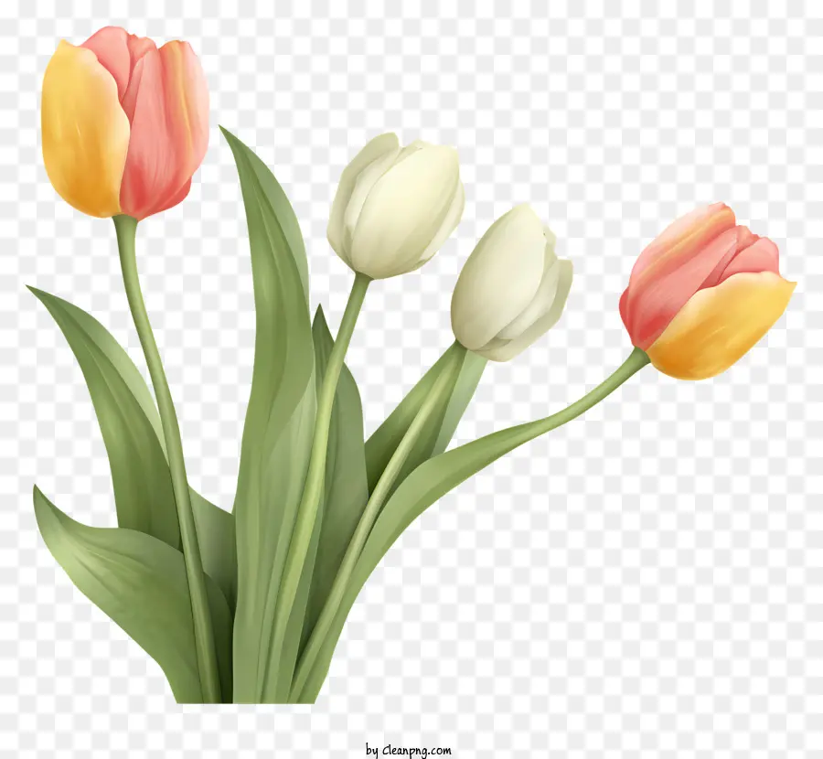 Bouquet，Tulipes PNG