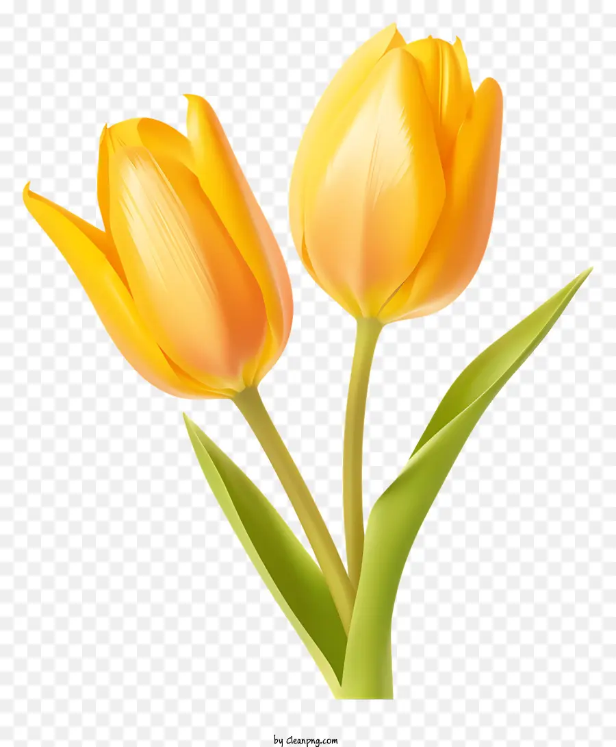 Tulipes Jaunes，Des Pétales De Fleurs PNG